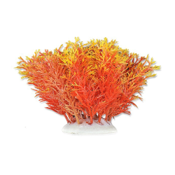 Happet akvariumų augalas...