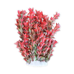 Happet akvariumo augalas...