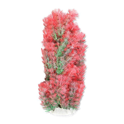 Happet akvariumų augalas...