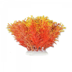 Happet akvariumų augalas...