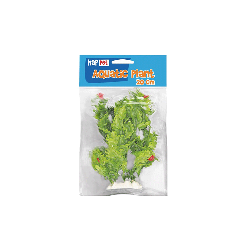 Happet akvariumo augalas raudonas / žalias