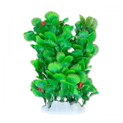 Happet akvariumų augalas...