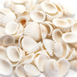 Nobleza dekoratyvinės kriauklės akvariumams