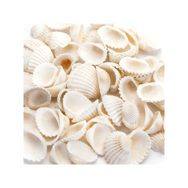 Nobleza dekoratyvinės kriauklės akvariumams