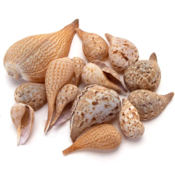 Nobleza gelsvos kriauklės akvariumams