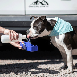 Nobby kelioninė gertuvė augintiniams