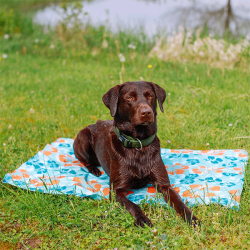 Nobby Flower vėsinantis kilimėlis augintiniams, 90x70 cm