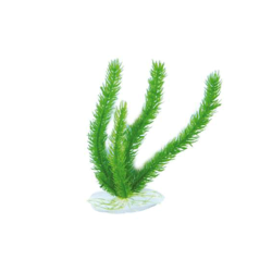 Aquael žalias augalas...