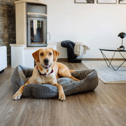 Nobby Hina pilkas guolis šunims ir katėms