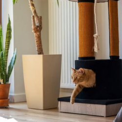 Ecomfy Mega Jack draskyklė katėms