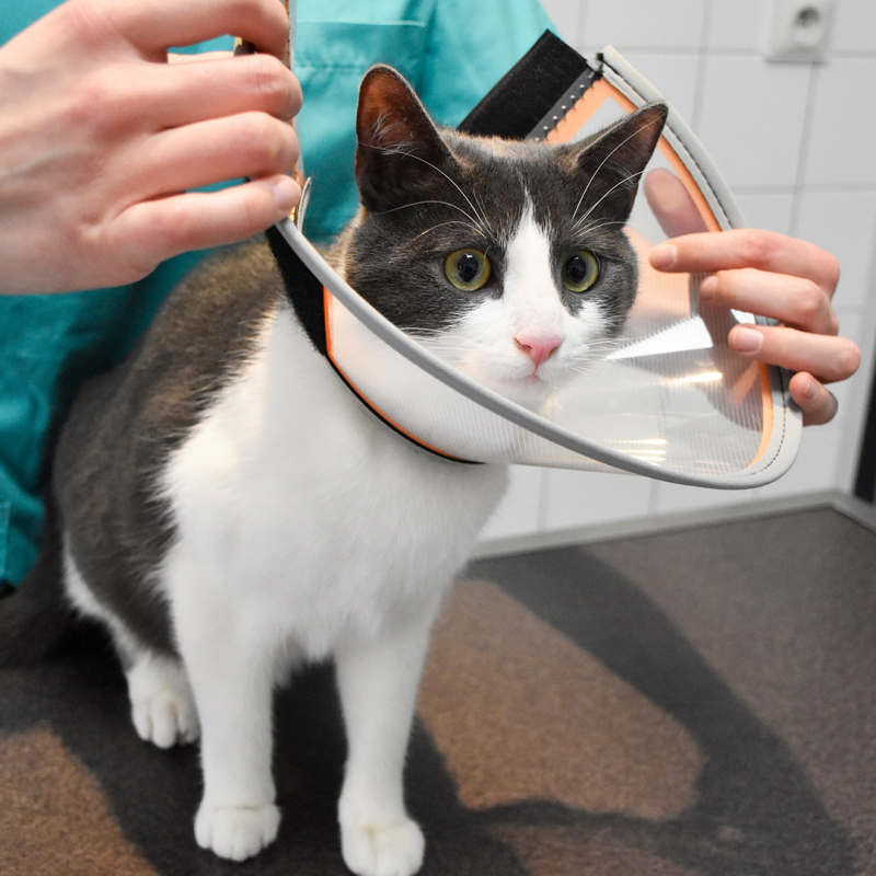 Genia Velfast apsauginis gaubtas šunims ir katėms, 12,5 cm