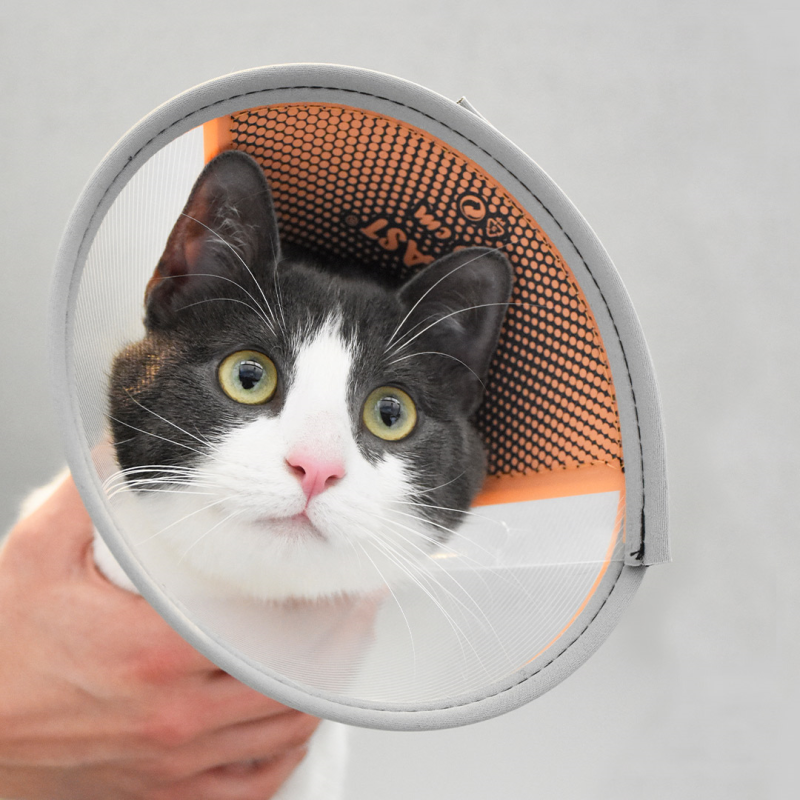 Genia Velfast apsauginis gaubtas šunims ir katėms, 15 cm