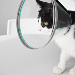 Genia Velfast apsauginis gaubtas šunims ir katėms, 25 cm