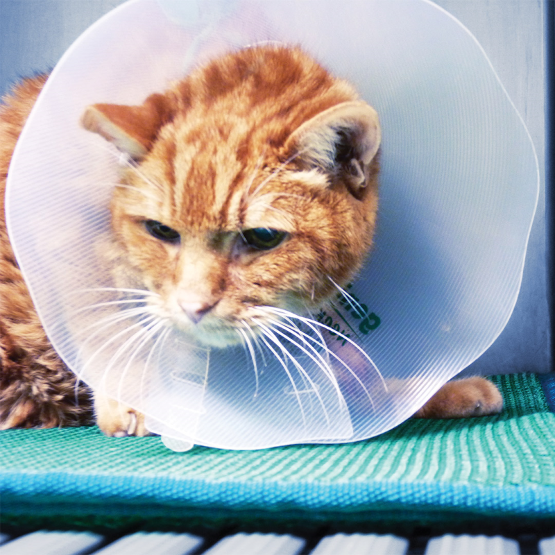 Genia Necky apsauginis gaubtas katėms ir šunims, 30 cm