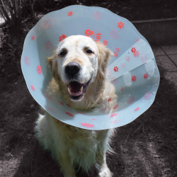 Genia Funcol plastikinė apykaklė katei, šuniui, 25 cm