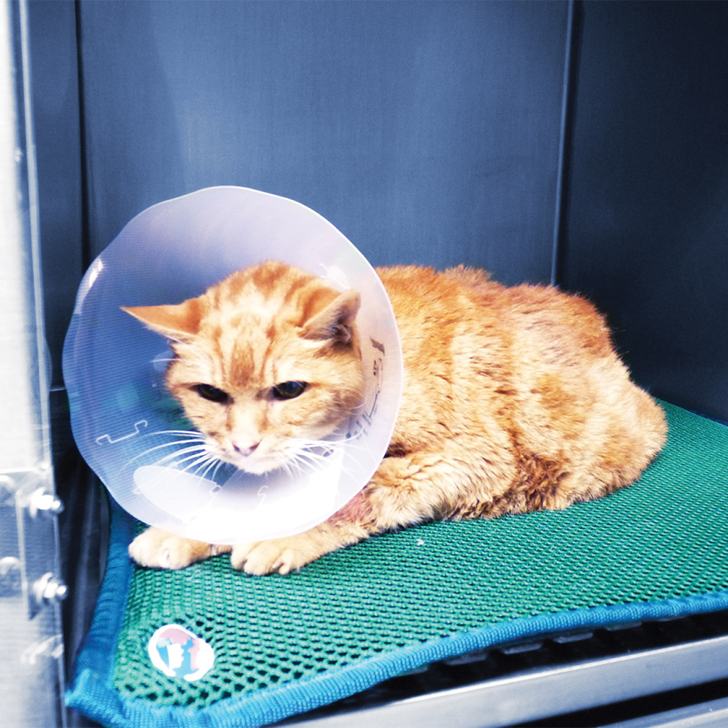 Genia Greencol plastikinė apykaklė šuniui ir katei, 7,5 cm