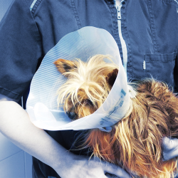 Genia Greencol plastikinė apykaklė šuniui ir katei, 10 cm