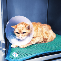 Genia Greencol plastikinė apykaklė šuniui ir katei, 30 cm