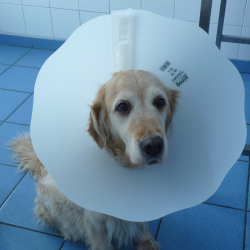 Genia Smocky apsauginė apykaklė šuniui ir katei, 35 cm