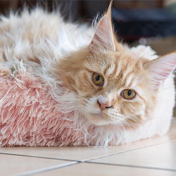 Happet rožinis guolis augintiniui, 50 cm