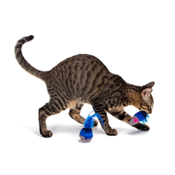 Nobleza mėlynas žaislas su plunksnomis katėms