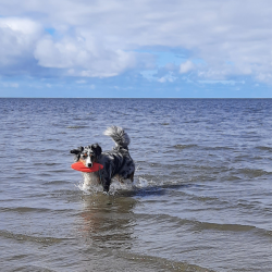 Nobby gelbėjimosi plūduras šuniui, 26 cm