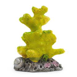 Happet geltonas koralas...