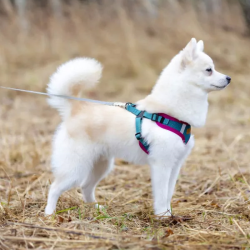 Comfy LEO žalios petnešos šunims, L