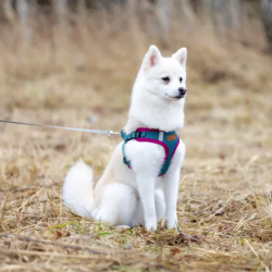 Comfy raudonos petnešos šunims, M