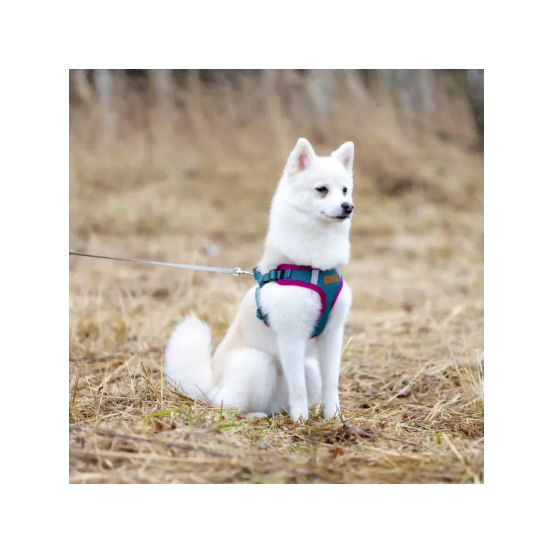 Comfy turkio spalvos petnešos šunims, S