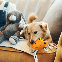 Nobleza cypsinti, pliušinė varlė žaislas šunims