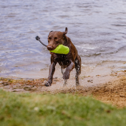 Nobby žalias skanėstų dėklas šunims, L