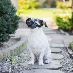 Amiplay Muzzle Air pilkas antsnukis šunims, M