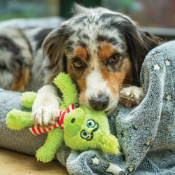 Nobby grinčas pliušinis žaislas šunims, 25 cm