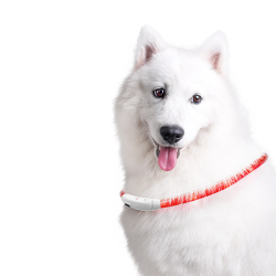 Nobleza LED šviečiantis antkaklis šunims, 70,8x1,5 cm