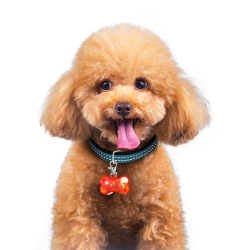 Nobleza LED šviečiantis...