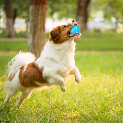 Nobleza šviečiantis kamuolys šunims, 7,5 cm