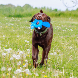 Nobby bebras, plūduriuojantis žaislas šunims