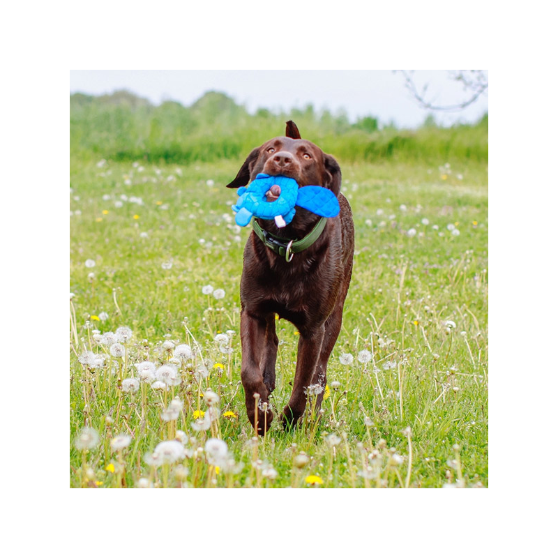 Nobby bebras, plūduriuojantis žaislas šunims