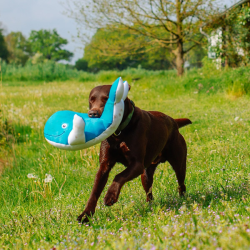 Nobby banginis XL, plūduriuojantis žaislas šunims