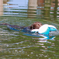 Nobby banginis XL, plūduriuojantis žaislas šunims