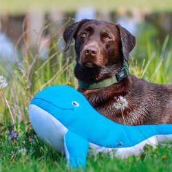 Nobby banginis XL, plūduriuojantis žaislas šunims