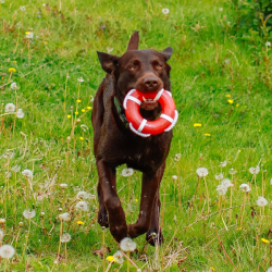 Nobby gelbėjimosi ratas su virve, plūduriuojantis žaislas šunims