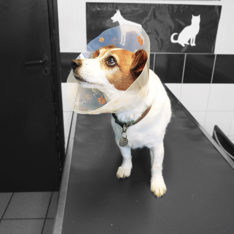 Genia Funcol plastikinė apykaklė katei, šuniui, 17,5 cm