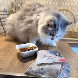 Platinum MeatCrisp sausas maistas sterilizuotoms katėms su žuvimi, 3 kg