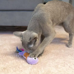 Hap žuvis žaislais katėms, 12 cm