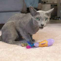 Hap žuvis žaislais katėms, 12 cm