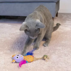 Hap paukštelis su katžole žaislais katėms, 15 cm