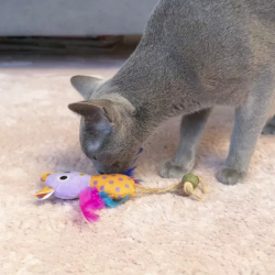 Hap paukštelis su katžole žaislais katėms, 15 cm