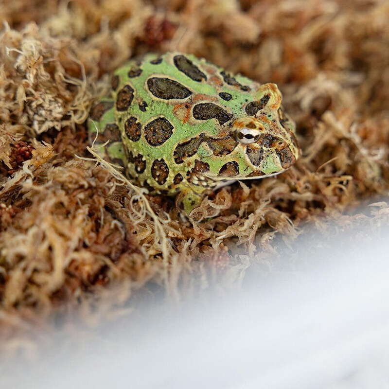 Happet Sphagnum kiminų samanos terariumams, 150 g